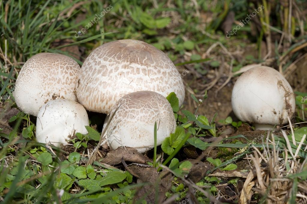 agaricus gomba)