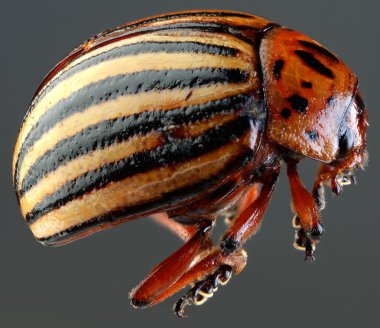 Colorado Beetle Macro Cutout clipart