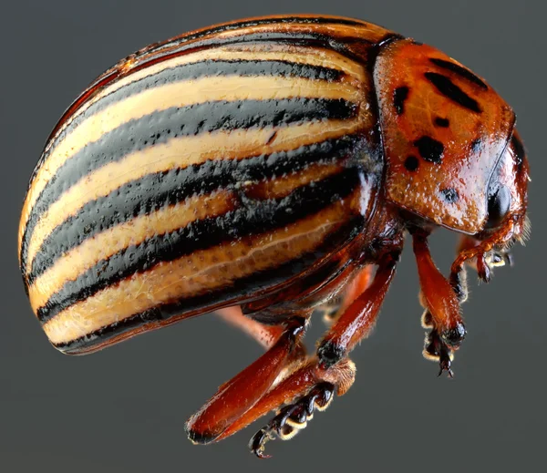 Colorado Beetle Macro recorte — Fotografia de Stock