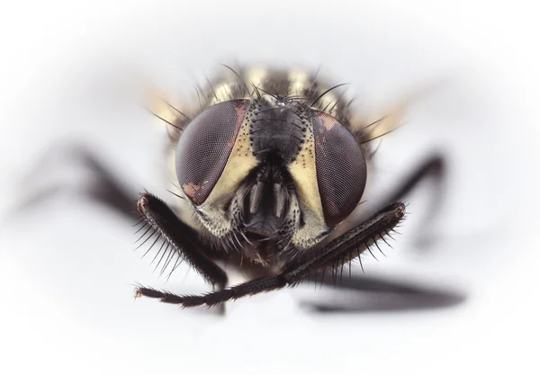 HouseFly Magnification — Stock Photo, Image