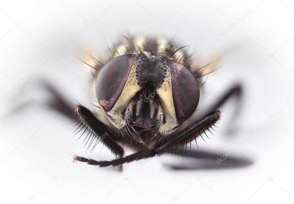 HouseFly Magnification