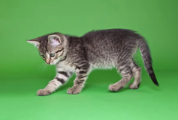 遊び心のある tabby 猫のカットアウト — ストック写真