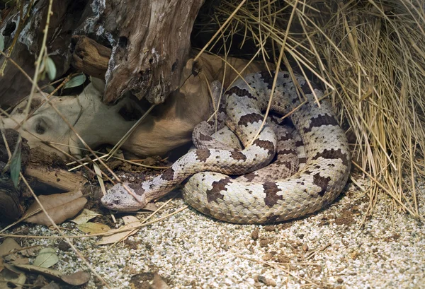 Banded Rock Rattlesnake — Stock Photo, Image