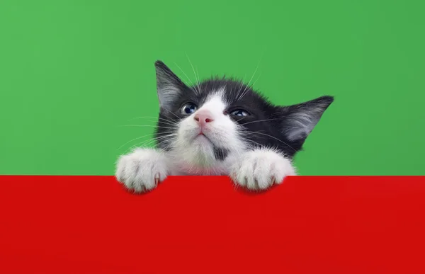 Mały kot wyłącznik — Zdjęcie stockowe