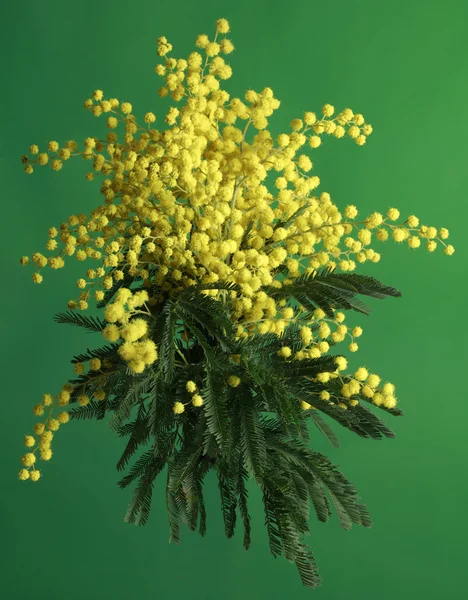 Mimoza akasya dealbata — Stok fotoğraf