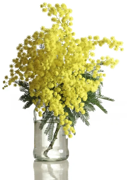 Ritaglio Mimosa Acacia Dealbata — Foto Stock