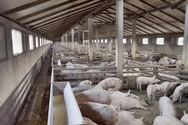 Varkensboerderij — Stockfoto