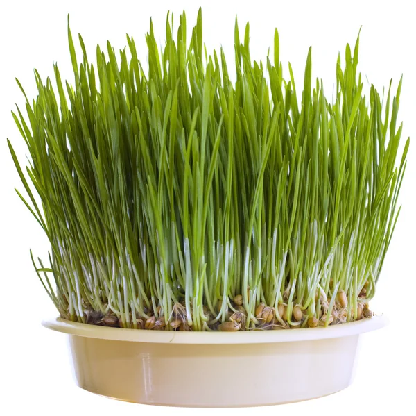 Green Wheat Cutout — Stock Photo, Image
