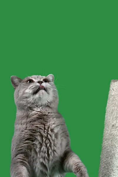 British Shorthair Cat Cutout — Stock Photo, Image