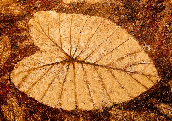 A impressão da folha no chão de cimento — Fotografia de Stock