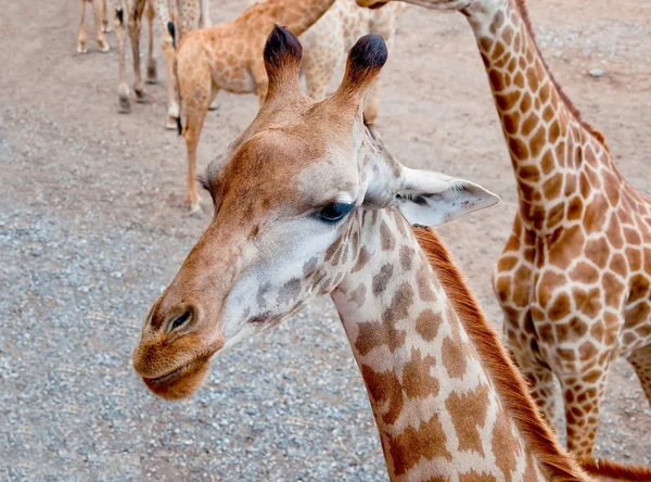 Giraffen — Stockfoto