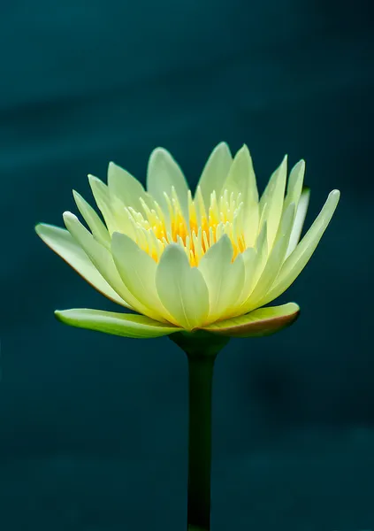 De prachtige lotus op de vijver — Stockfoto