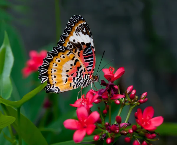 La mariposa — Foto de Stock