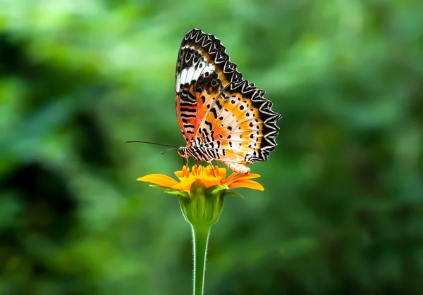 A borboleta — Fotografia de Stock