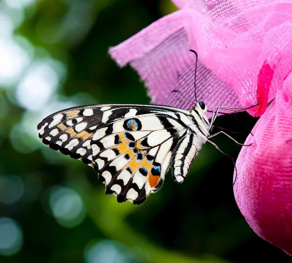 Der Schmetterling — Stockfoto