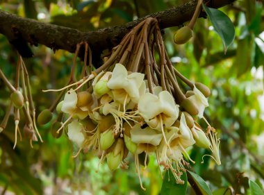 polen durian çiçek