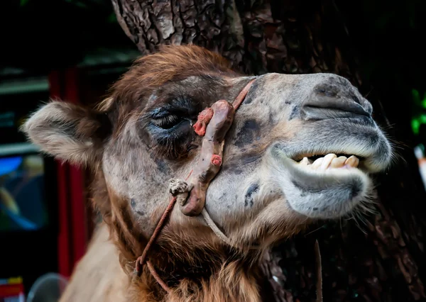 微笑的骆驼 — 图库照片