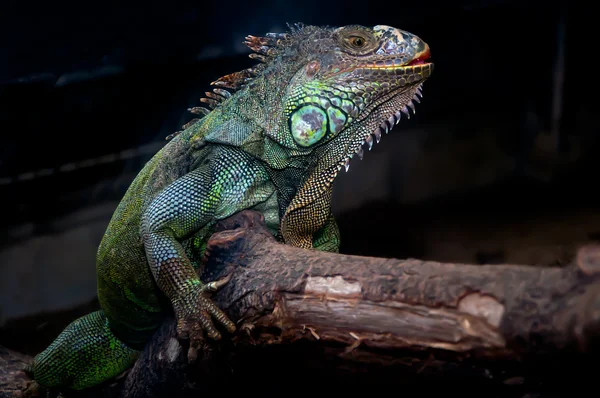 Hayvanat Bahçesi yeşil iguana — Stok fotoğraf