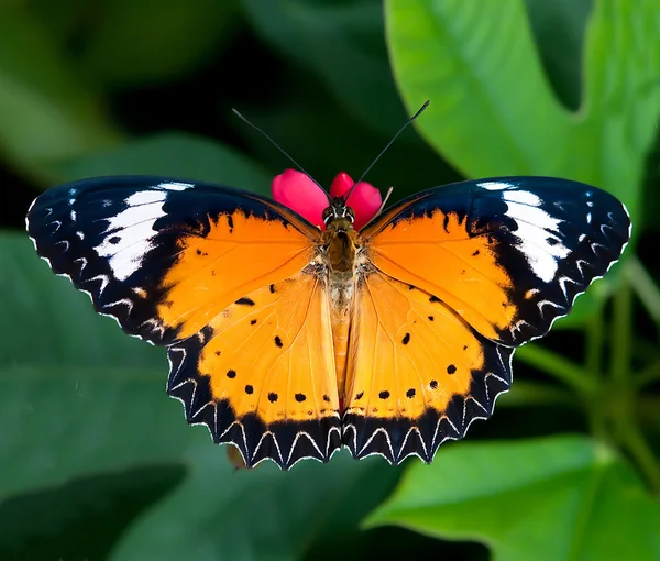 Schmetterling im Blumengarten — Stockfoto