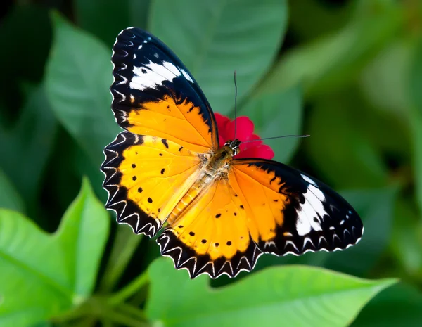 Schmetterling im Blumengarten — Stockfoto