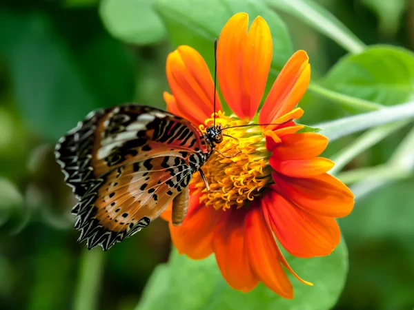Butterfly in flower garden — Stock Photo, Image