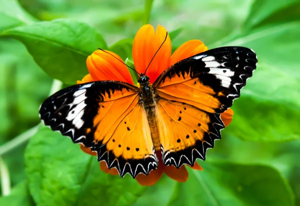 Бабочка в цветнике — стоковое фото