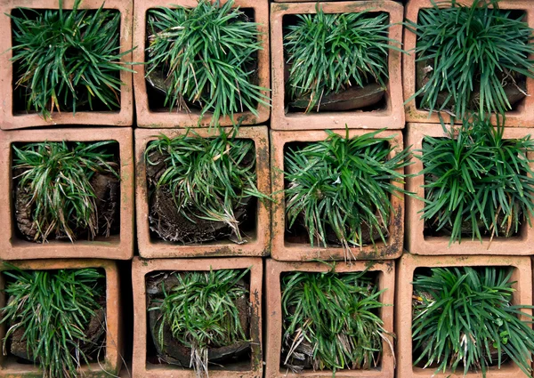 Green grass on square pot — Stock Photo, Image