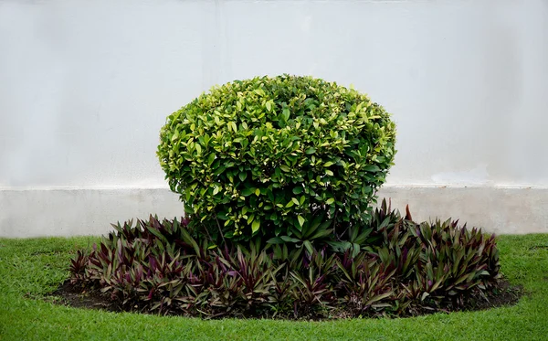 Arbusto de corazón morado molido —  Fotos de Stock