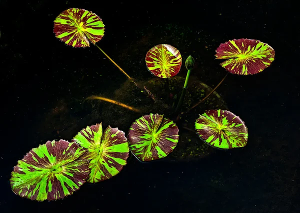 Der junge Lotus auf dem Teich — Stockfoto