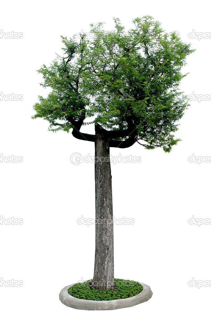 Tamarind Tree Isolated On White Background Larastock