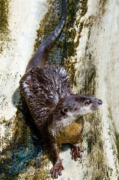 動物園でカワウソ — ストック写真