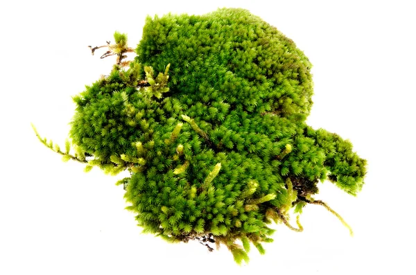 Closeup moss izolovaných na bílém pozadí — Stock fotografie