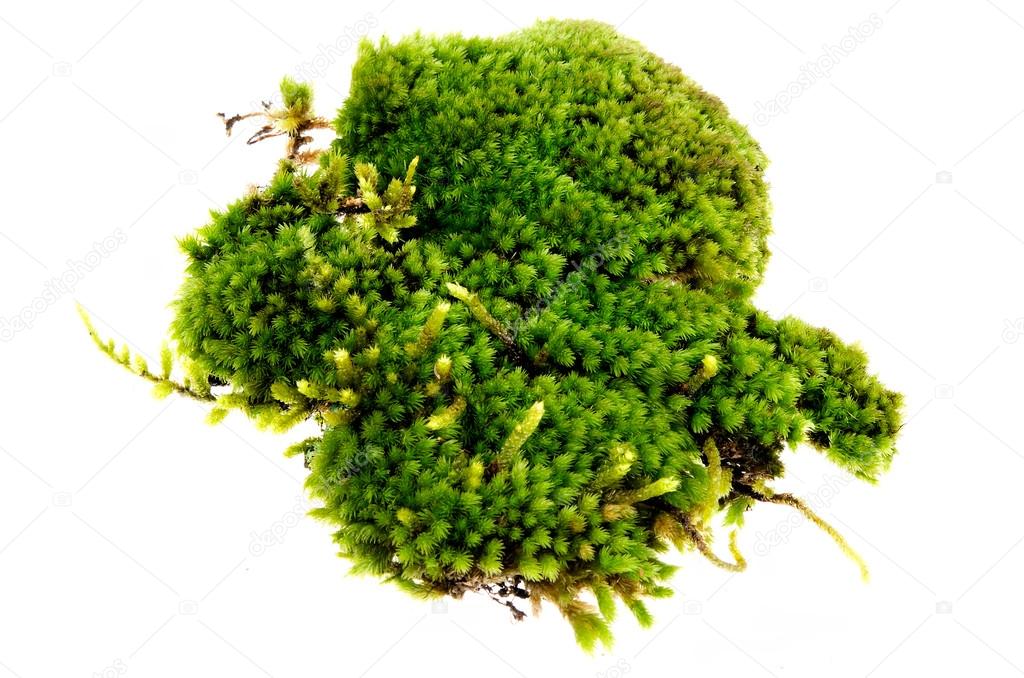 Closeup moss isolated on white background