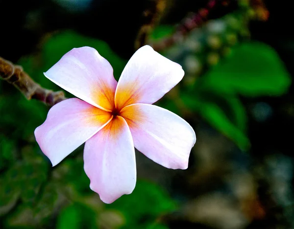 Frangipani blomma — Stockfoto