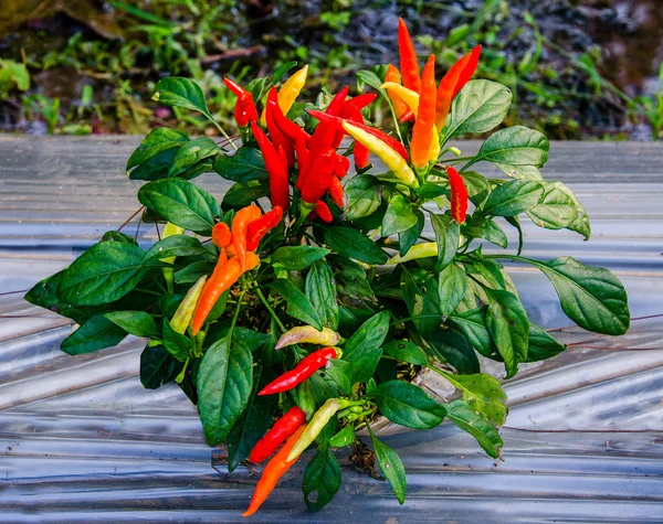 Kleurrijke van chili — Stockfoto