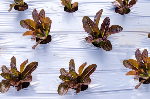 Red oak plant in green house — Stock Photo, Image