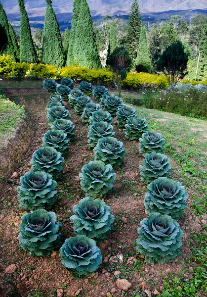 Planta de col verde —  Fotos de Stock