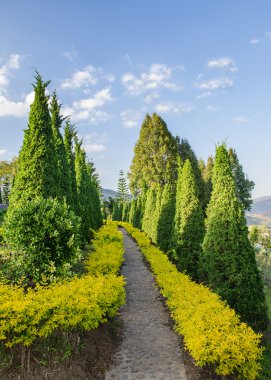 walkpath çam ağacı boyunca