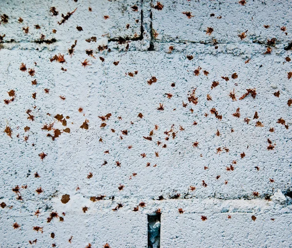 The Color paint peeling on concrete wall background — Stock Photo, Image