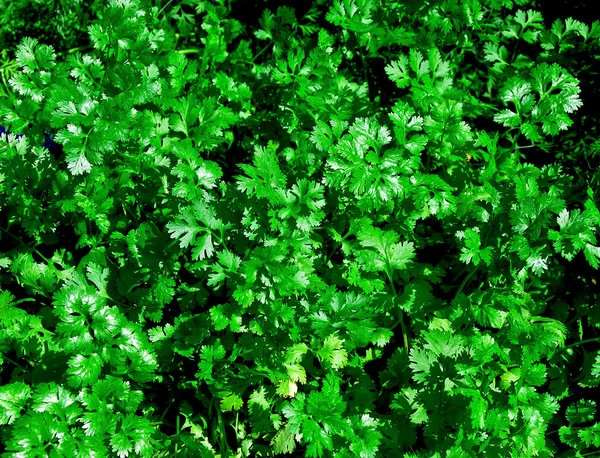 The Fresh green coriander — Stock fotografie