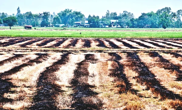 O Queimado de campo de arroz — Fotografia de Stock