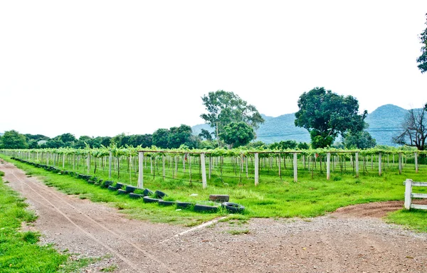 De rij van grapevine op wijngaard — Stockfoto