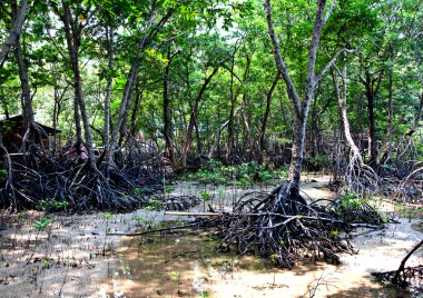 The Buttress roots for survival of the mangrove clipart