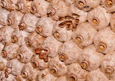 taze mantar çiftliği