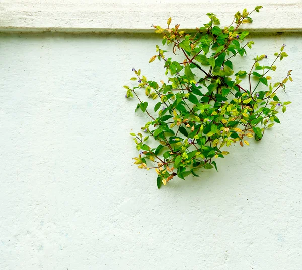 Das grüne Blatt auf dem Hintergrund der Wand — Stockfoto