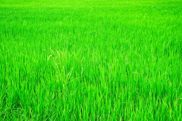 O arroz jovem verde no arroz de campanha — Fotografia de Stock