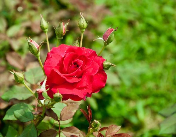 Die rote Rose — Stockfoto