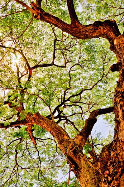 Las hojas verdes sobre fondo de cielo blanco —  Fotos de Stock