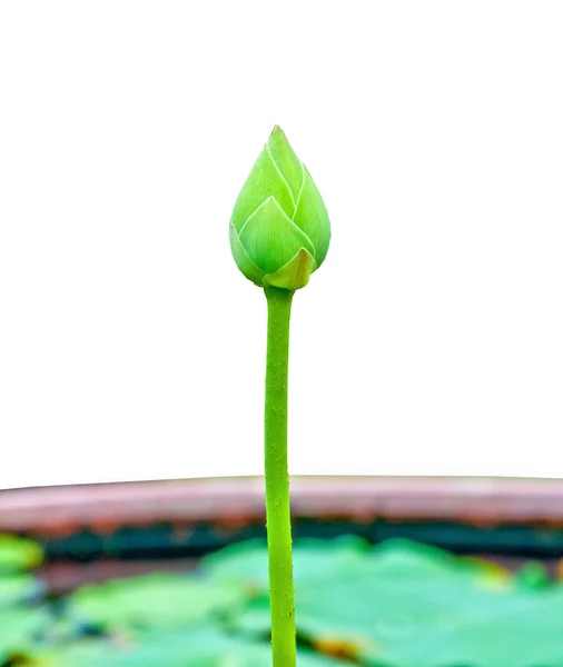 Le Lotus isolé sur fond blanc — Photo