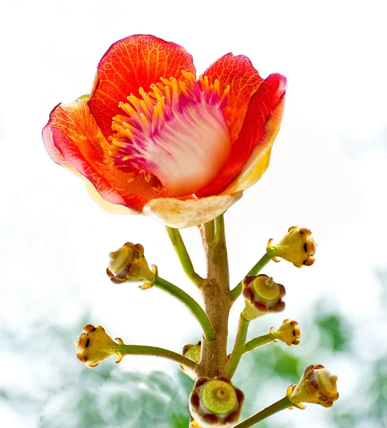 La hermosa macro toma de una flor de un árbol de bala de cañón (Couro —  Fotos de Stock